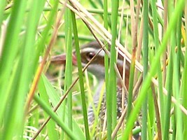 Buff-banded Rail