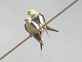 Cockatiels