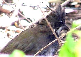 Eastern Whipbird