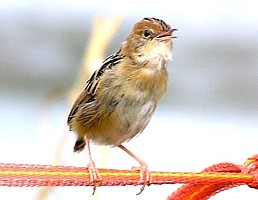 Golden-headed Cisticola