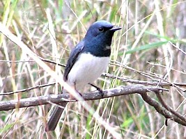 Leaden Flycatcher