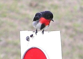 Male Mistletoebird