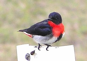 Male Mistletoebird