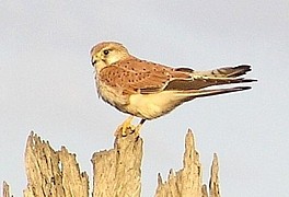 Female Nankeen Kestrel