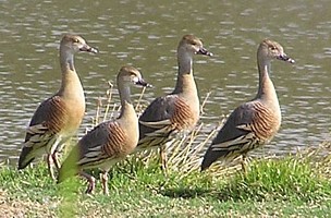 Plumed Whistling-ducks