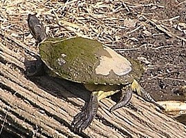 Saw-shelled Turtle