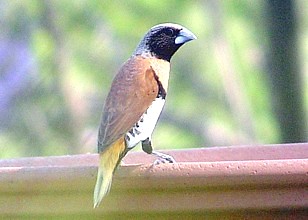 Chestnut-breasted Mannikin