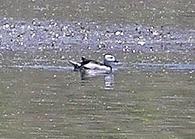 Cotton Pygmy-goose