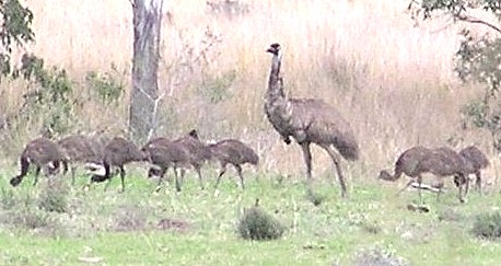 Emu family