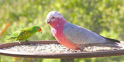 Galah