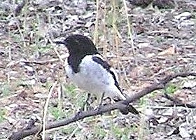 Hooded Robin