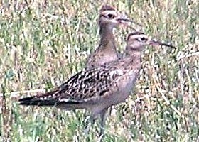 Little Curlew