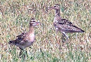 Little Curlew