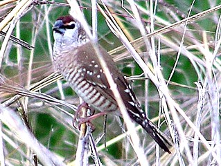 Plum-headed Finch