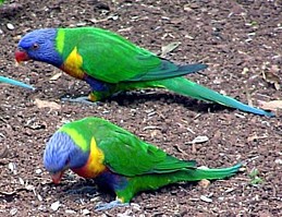 Rainbow Lorikeets