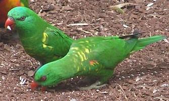 Scaly-breasted Lorikeets