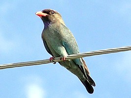 Dollarbird