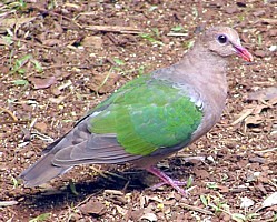 Emerald Dove