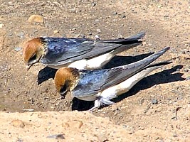 Fairy Martins