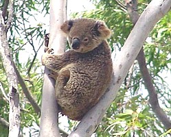 Koala