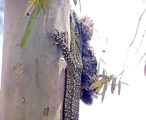Lace Monitor with Tawny Frogmouth prey