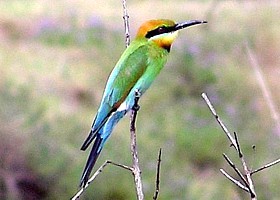 Rainbow Bee-eater