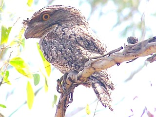 Parent Tawny Frogmouth