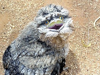 Tawny Frogmouth youngster