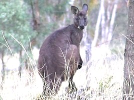 Wallaroo