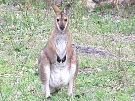 Whiptail Wallaby