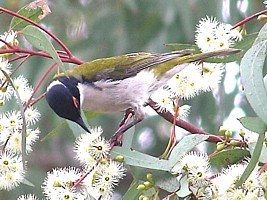 White-naped Honeyeater