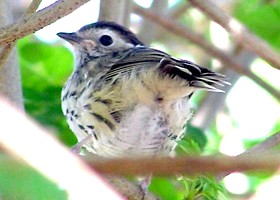 Speckled Warbler