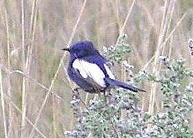 White-winged Fairywren