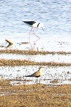 Black-winged Stilt and Australian Pratincole