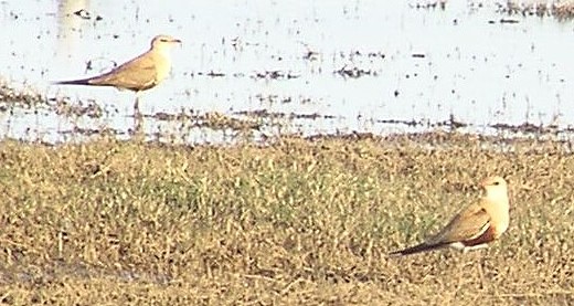 Australian Pratincole