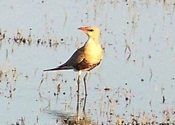 Australian Pratincole