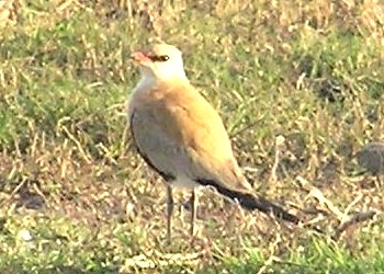 Australian Pratincole