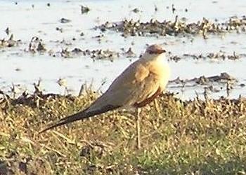 Australian Pratincole