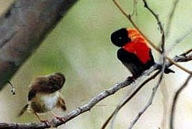 Red-backed Fairywren