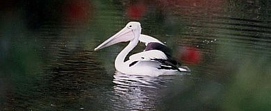 Australian Pelican