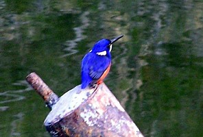 Azure Kingfisher