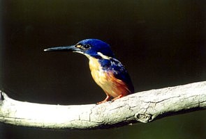 Azure Kingfisher