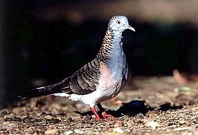 Bar-shouldered Dove