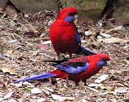 Crimson Rosellas