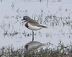 Double-banded Plover