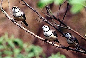 Double-barred Finches