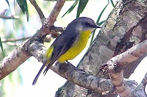 Eastern Yellow Robin