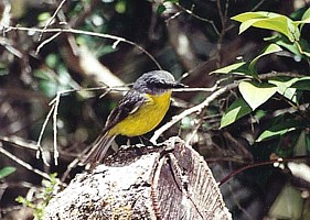 Eastern Yellow Robin