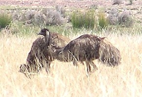 Emu