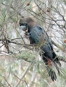 Glossy Black Cockatoo